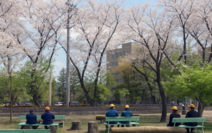 さくら呈茶会 (1)