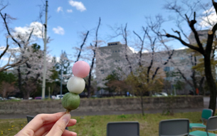 さくら呈茶会 (2)